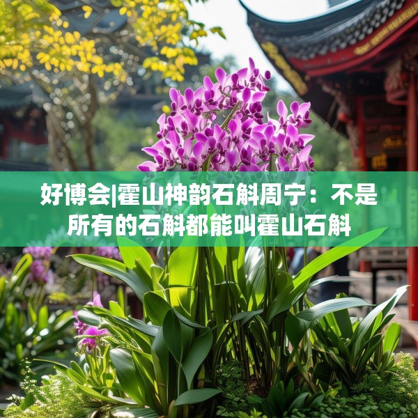 好博会|霍山神韵石斛周宁：不是所有的石斛都能叫霍山石斛