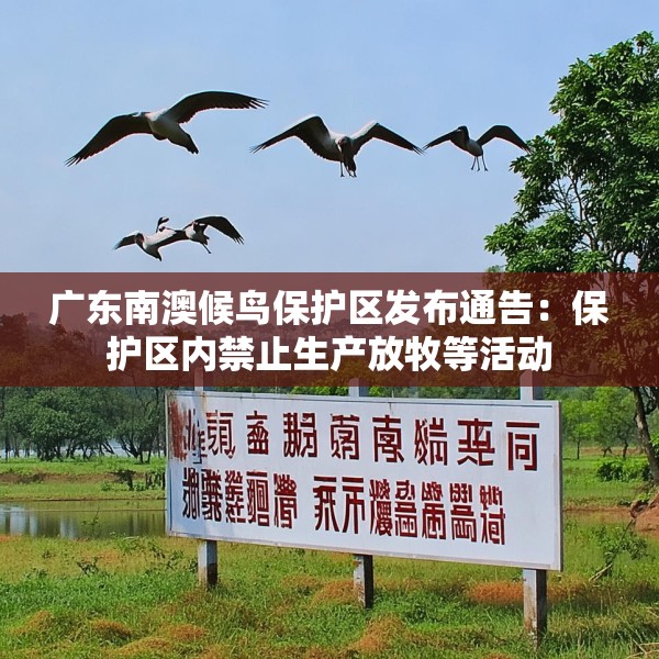 广东南澳候鸟保护区发布通告：保护区内禁止生产放牧等活动